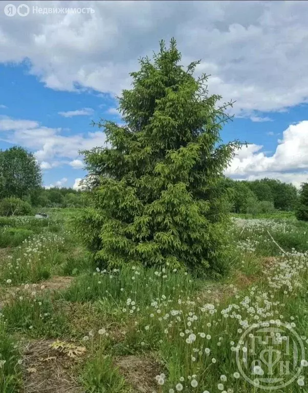 Участок в Глажевское сельское поселение, деревня Черенцево (30 м) - Фото 1