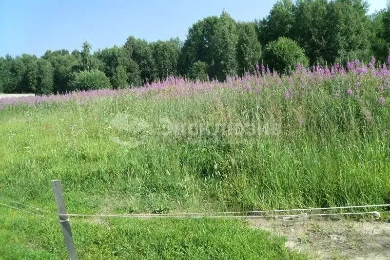 Участок в Тюменская область, Нижнетавдинский район, с. Андрюшино  ... - Фото 1