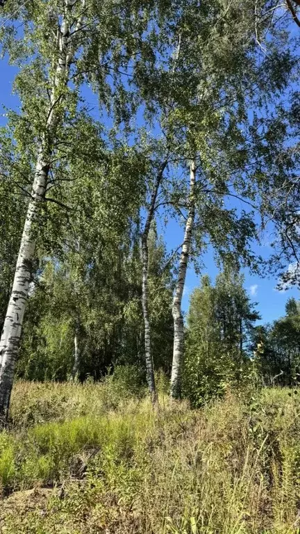 Участок в Ленинградская область, Всеволожское городское поселение, ... - Фото 1