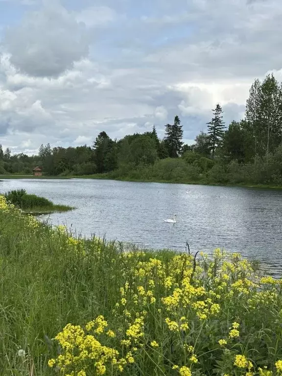 Участок в Ленинградская область, Волосовский район, Большеврудское ... - Фото 2