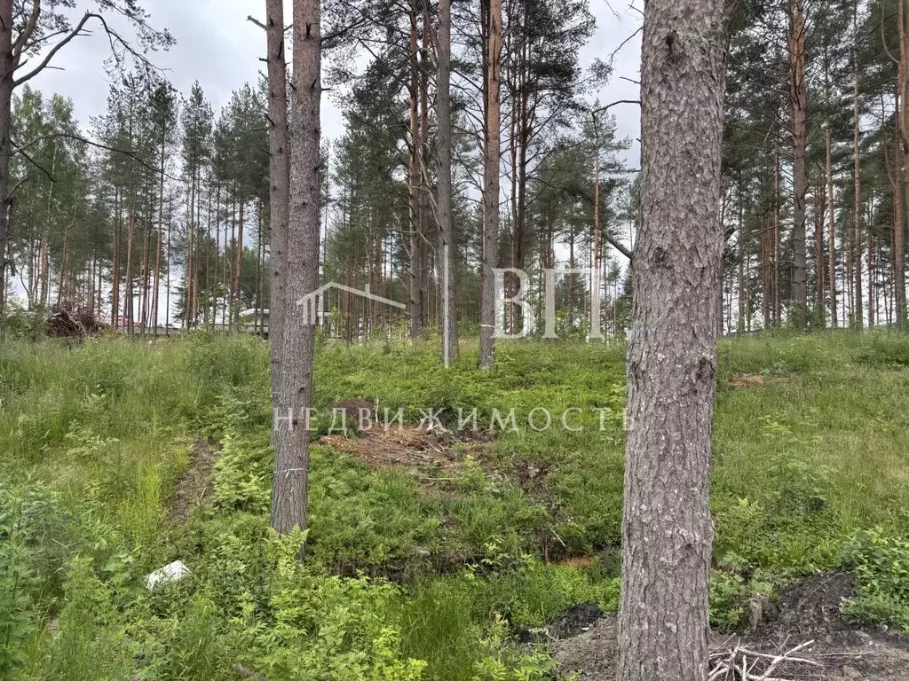 Участок в Ленинградская область, Всеволожский район, Бугровское ... - Фото 2