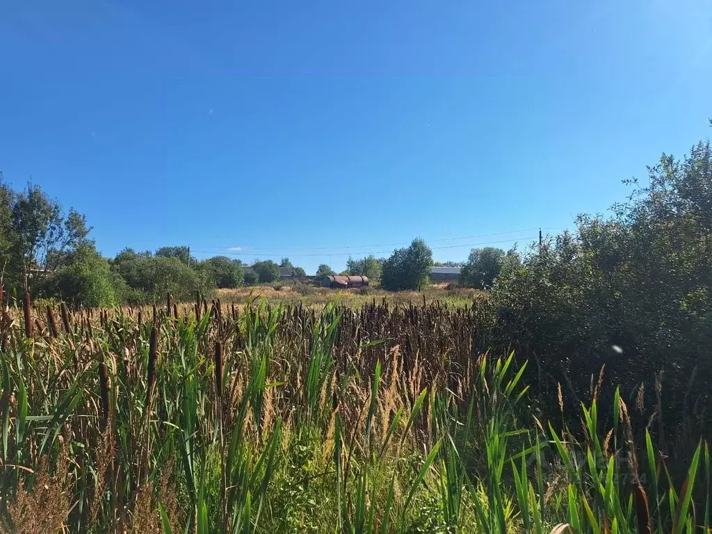 Участок в Московская область, Можайский муниципальный округ, д. Шохово ... - Фото 1