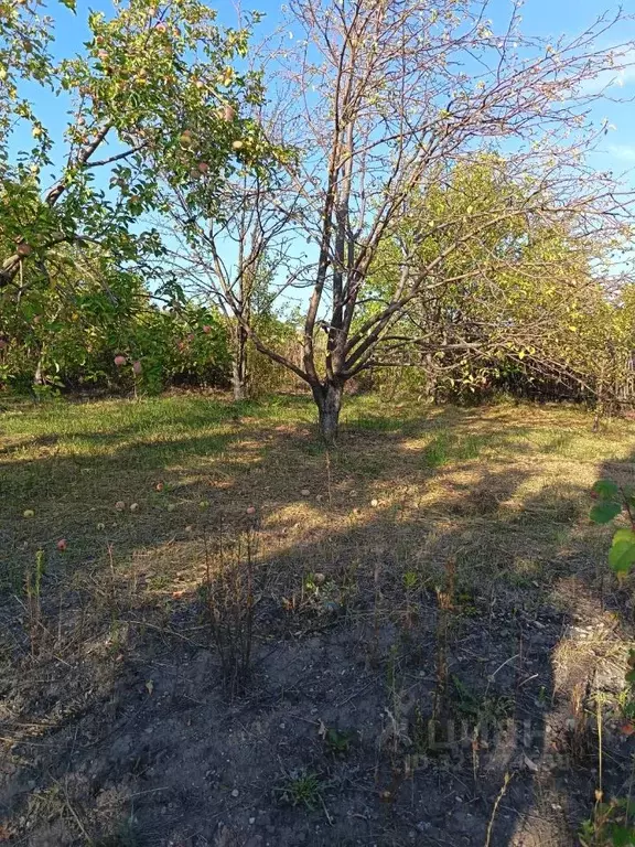 Участок в Саратовская область, д. Формосово ул. Лесная (8.0 сот.) - Фото 2