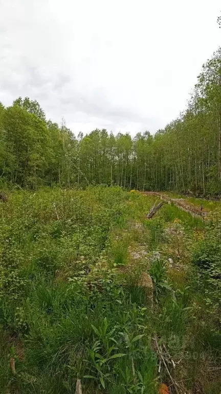 Участок в Ленинградская область, Выборгский район, Рощинское городское ... - Фото 2