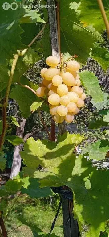 Дом в Толмачево, СДТ Здоровье (38 м) - Фото 1