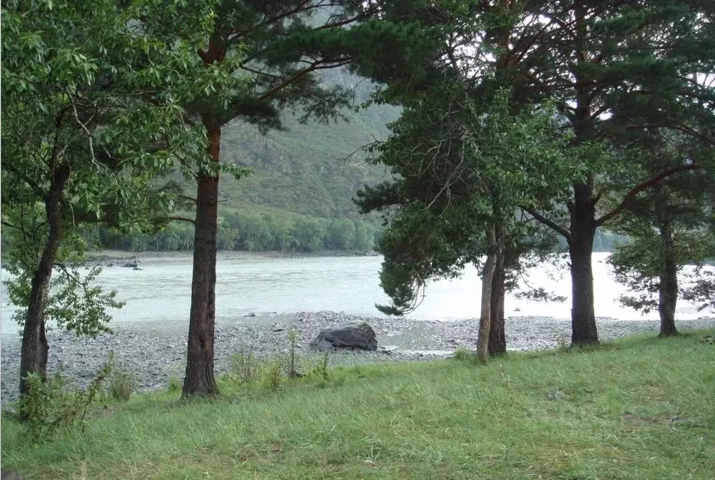 Участок в Алтай, Чемальский район, с. Куюс  (730.0 сот.) - Фото 1
