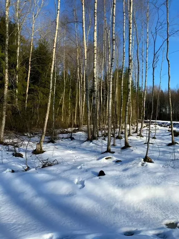 Участок в Ленинградская область, Кировский район, Синявинское ... - Фото 0