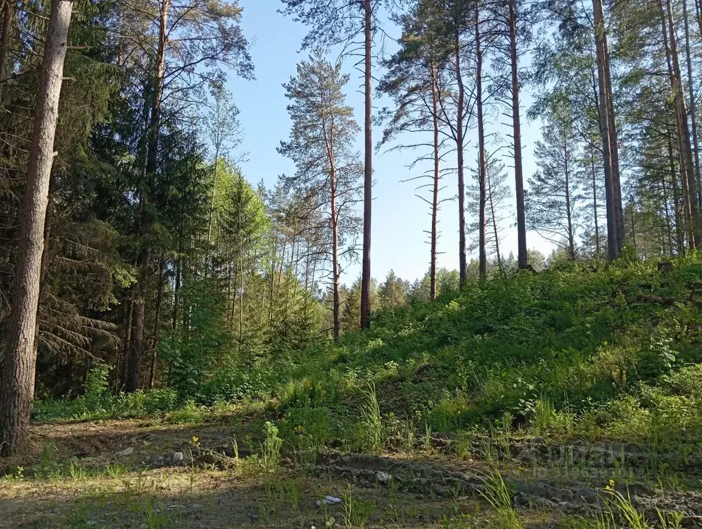 Участок в Ленинградская область, Всеволожский район, Бугровское ... - Фото 1