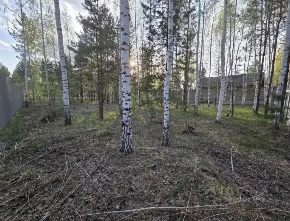 Участок в Алтайский край, Первомайский район, с. Фирсово, Рощино мкр ... - Фото 1
