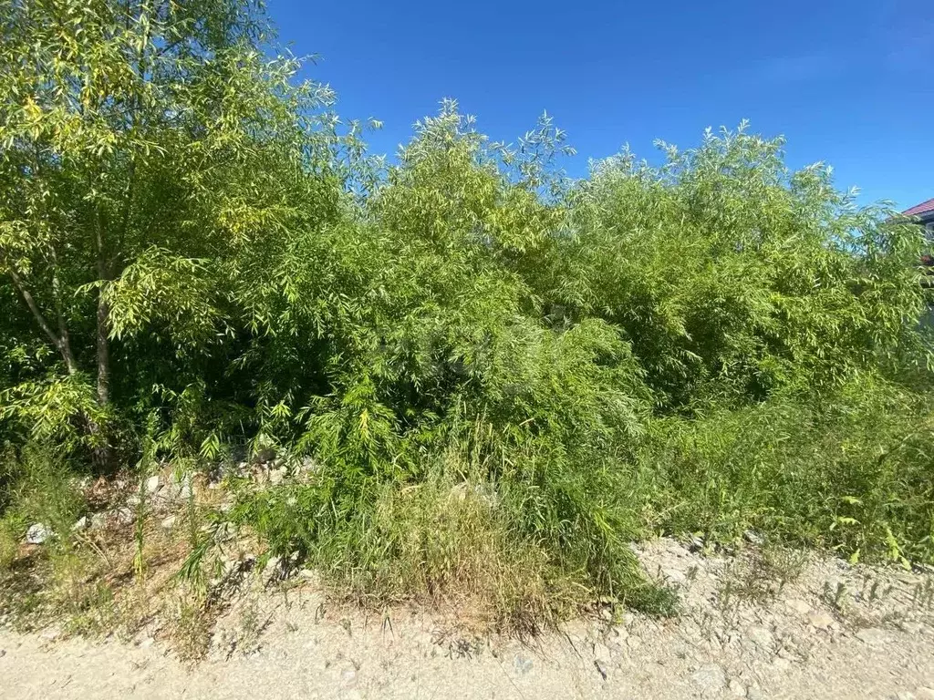 Участок в Амурская область, Благовещенский район, с. Чигири пер. ... - Фото 2