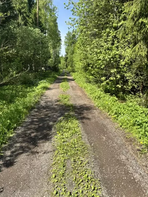 Участок в Московская область, Одинцовский городской округ, Островка ... - Фото 2