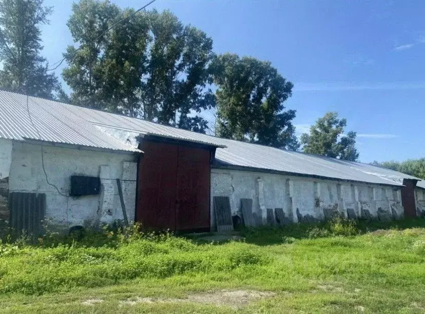 Склад в Алтайский край, Косихинский район, Баюново ст. Элеваторная ... - Фото 0