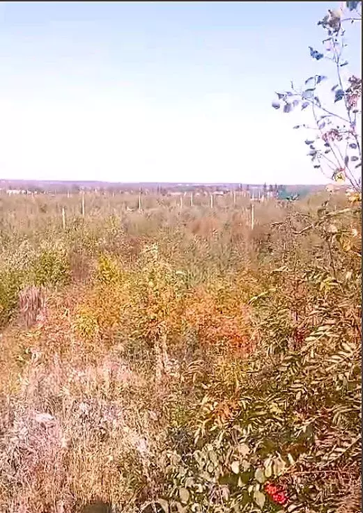 Участок в Вологодская область, Великоустюгский муниципальный округ, ... - Фото 1