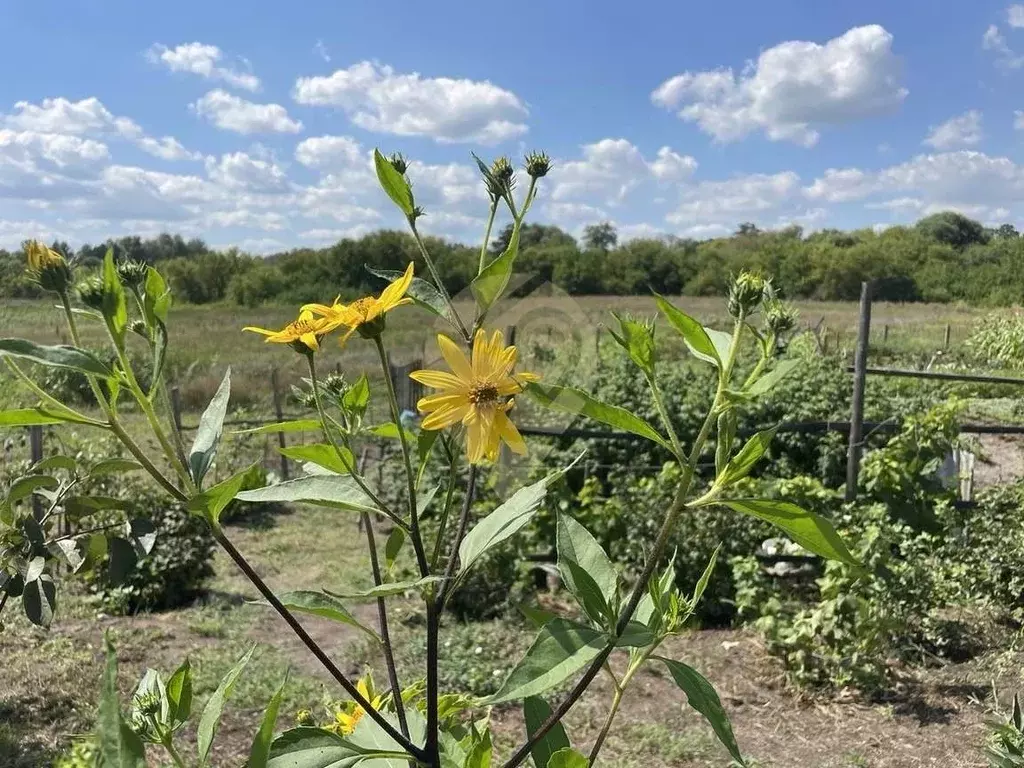 Дом в Белгородская область, Старооскольский городской округ, с. ... - Фото 2