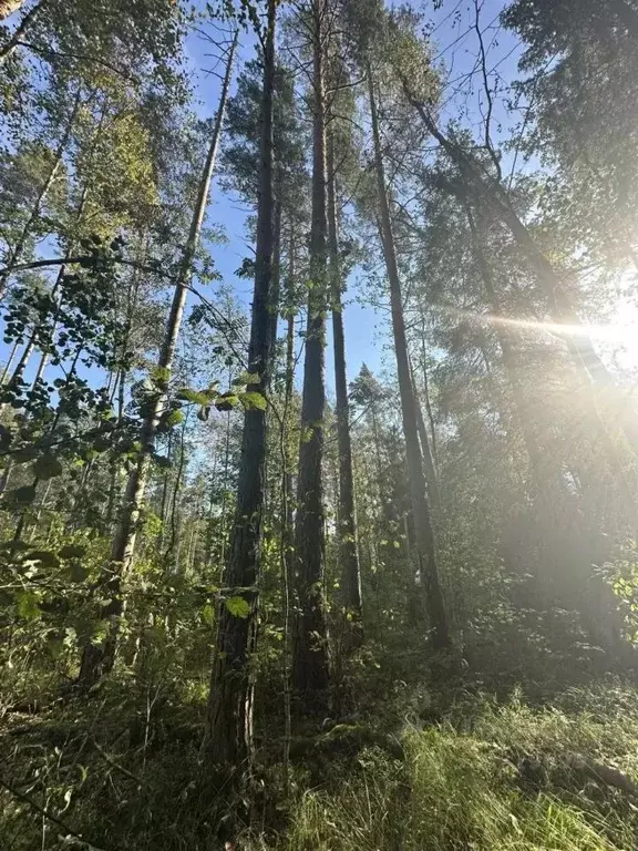 Участок в Ленинградская область, Выборгский район, Приморское ... - Фото 2