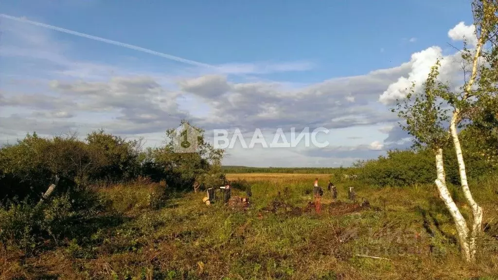 Участок в Владимирская область, Судогодский район, Муромцевское ... - Фото 1