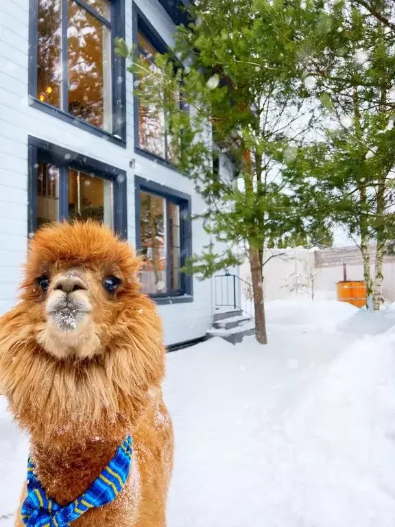 Дом в Московская область, Солнечногорск городской округ, Поварово пгт ... - Фото 1