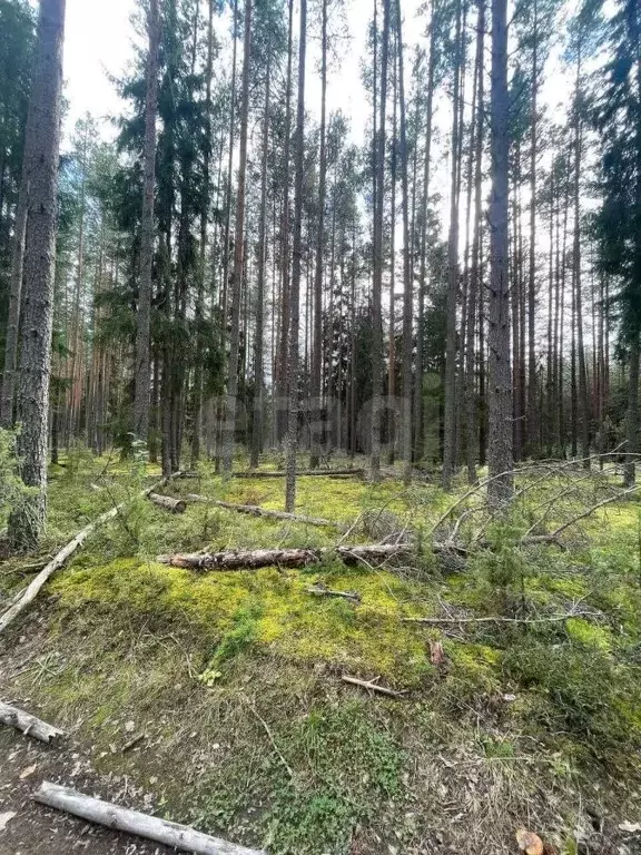 Участок в Вологодская область, Кадуйский муниципальный округ, ... - Фото 2