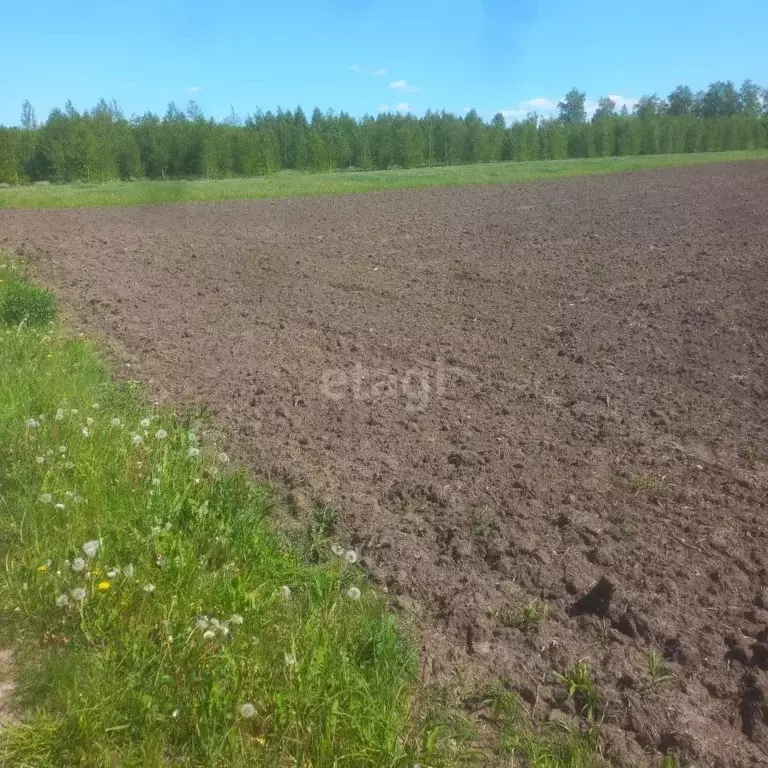 Участок в Орловская область, Мценский район М-2 Крым, 334-й км (50.0 ... - Фото 1