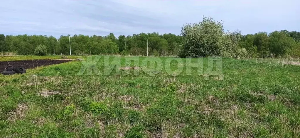 Участок в Новосибирская область, Мошковский район, с. Барлак ... - Фото 1