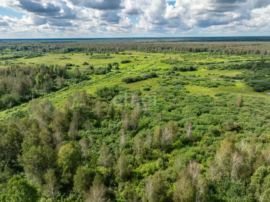 Участок в Новосибирская область, Коченевский район, Лесник СНТ ул. ... - Фото 1