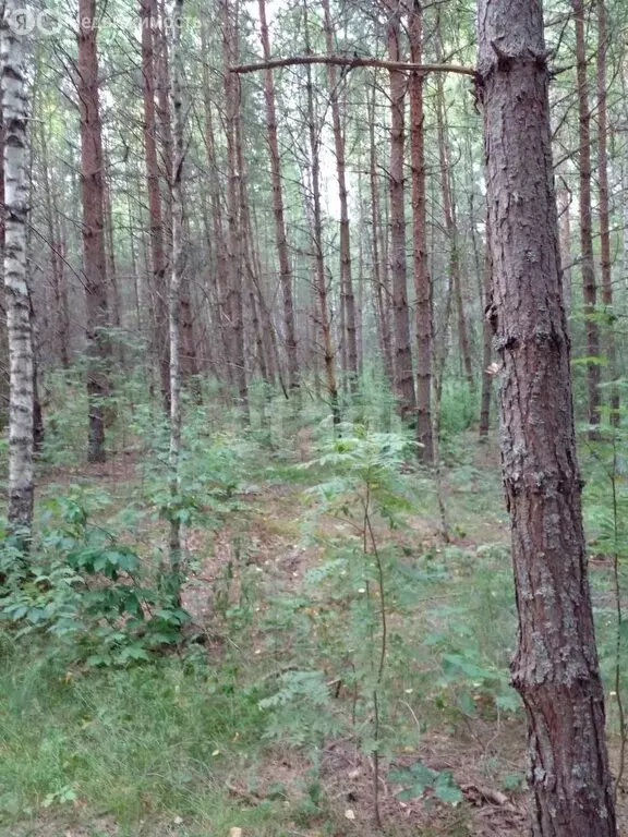 Участок в Калужская область, Юхновский муниципальный округ, сельское ... - Фото 2