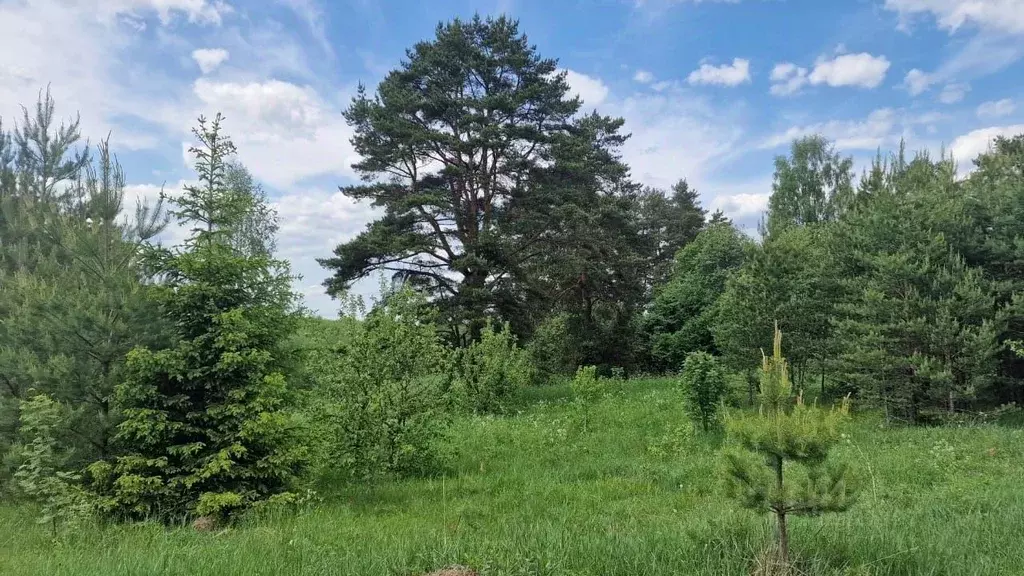 Участок в Владимирская область, Александровский муниципальный округ, ... - Фото 1