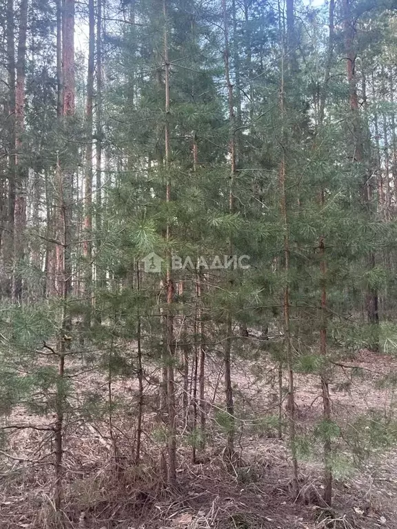 Участок в Тамбовская область, Знаменский муниципальный округ, с. ... - Фото 0