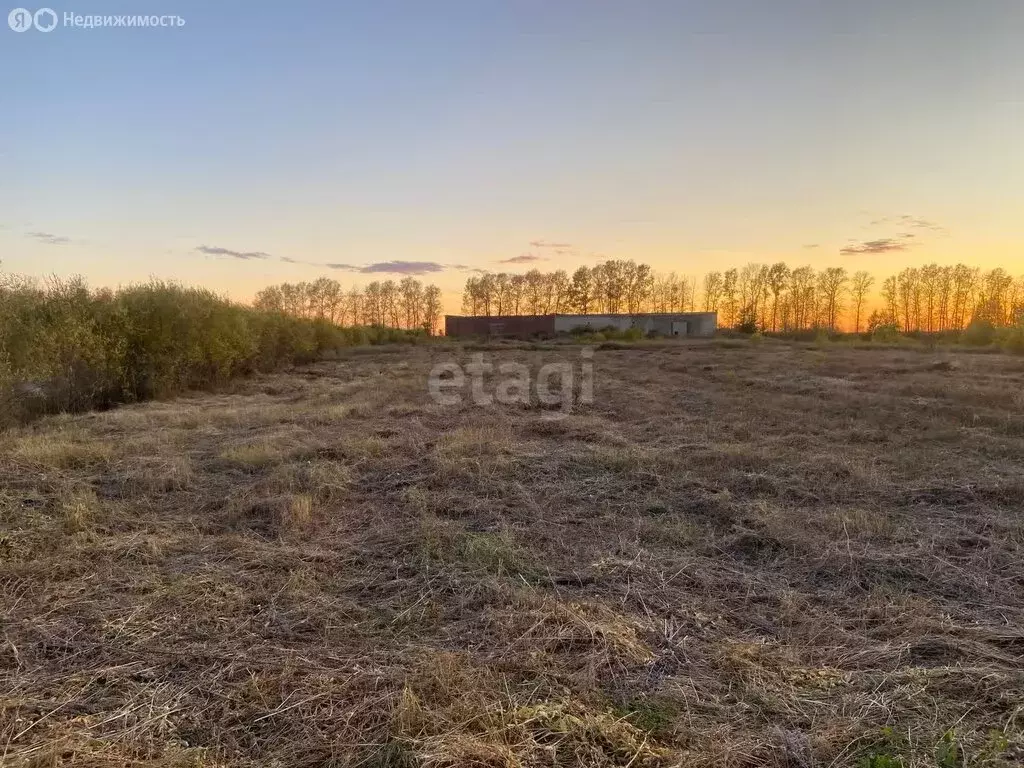 Участок в Амурская область, село Тамбовка (15 м) - Фото 1