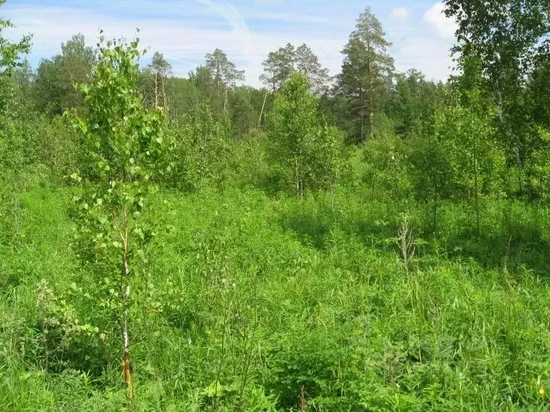 Участок в Свердловская область, Верхняя Пышма  (67698.0 сот.) - Фото 0