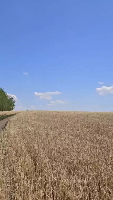 Участок в Ростовская область, Ростов-на-Дону Суворовский жилой ... - Фото 2