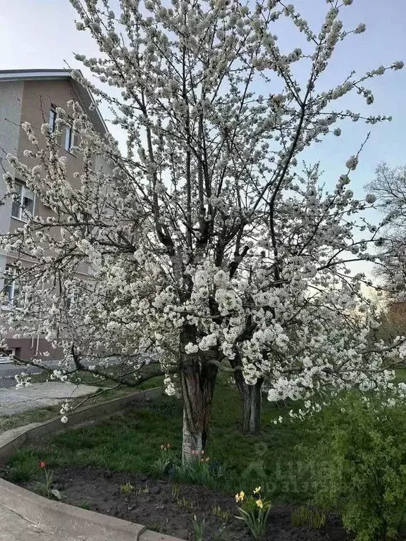 Дом в Белгородская область, Белгород Садовая ул. (450 м) - Фото 0