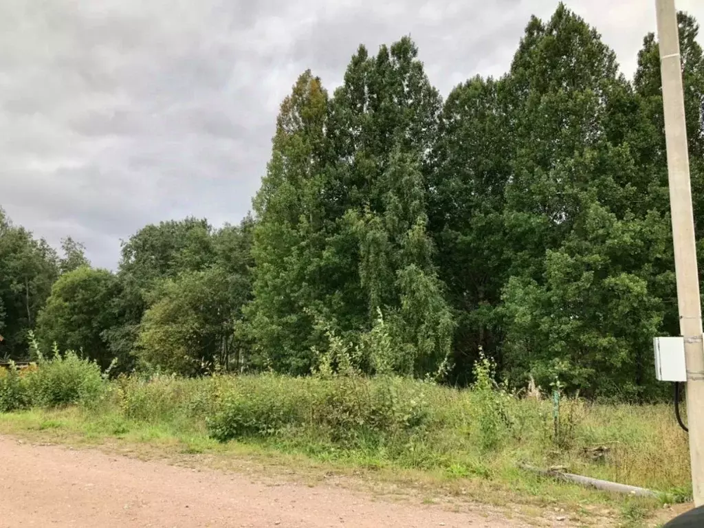 Участок в Ленинградская область, Выборгский район, Рощинское городское ... - Фото 1