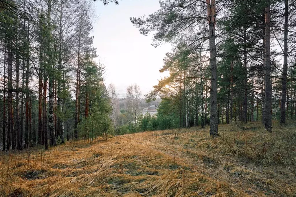 Участок в Ленинградская область, Всеволожский район, Бугровское ... - Фото 1