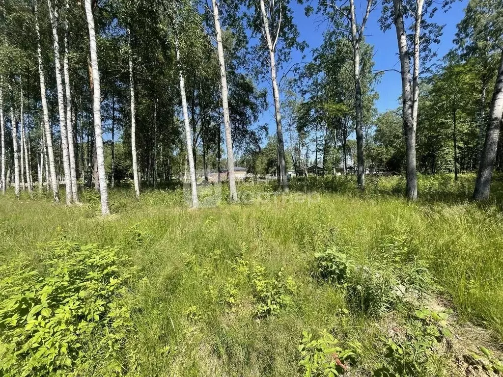 Участок в Ленинградская область, Всеволожский район, Лесколовское ... - Фото 1