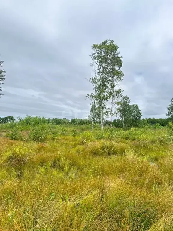 Участок в Сахалинская область, Анивский городской округ, с. Мицулевка  ... - Фото 0