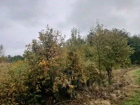 Участок в Московская область, Сергиево-Посадский городской округ, с. ... - Фото 2