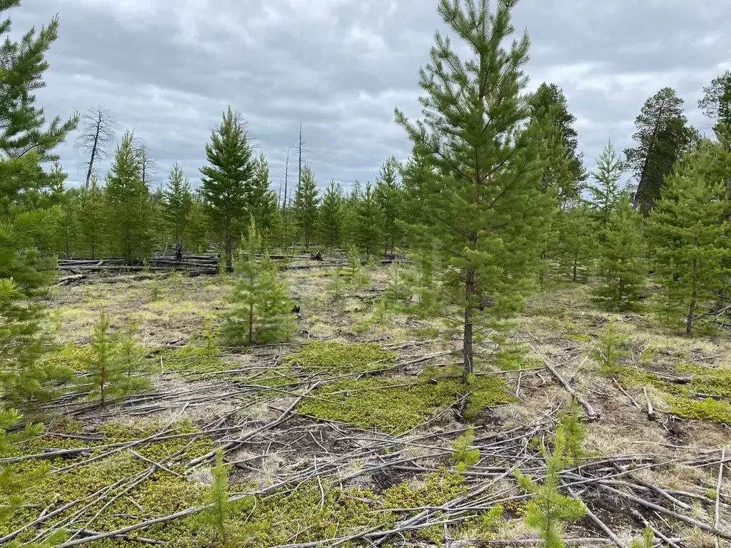 Участок в Саха (Якутия), Якутск  (99.91 сот.) - Фото 1