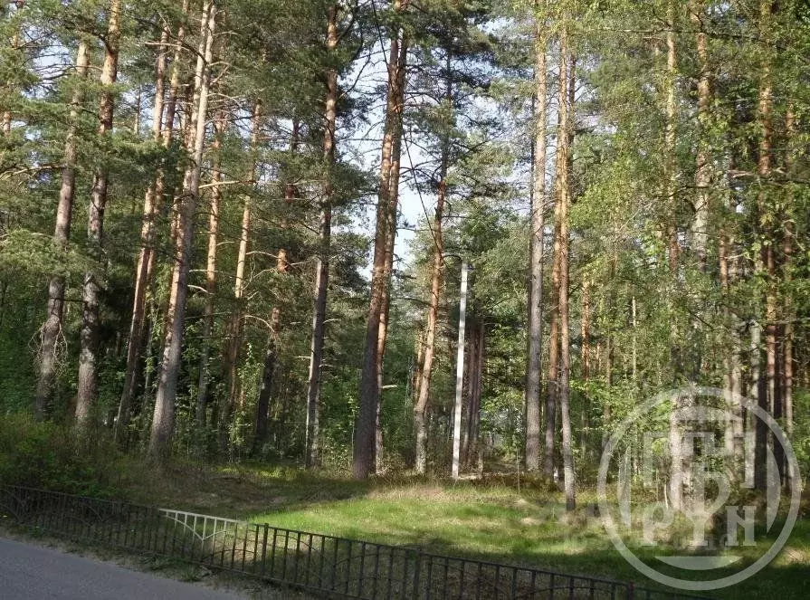 Участок в Санкт-Петербург пос. Солнечное, ул. Петровская (43.15 сот.) - Фото 1