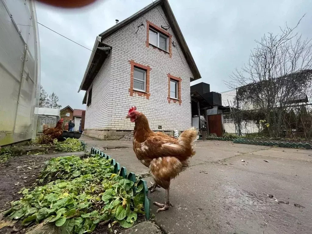 Дом в Ленинградская область, Гатчинский муниципальный округ, Березовая ... - Фото 1