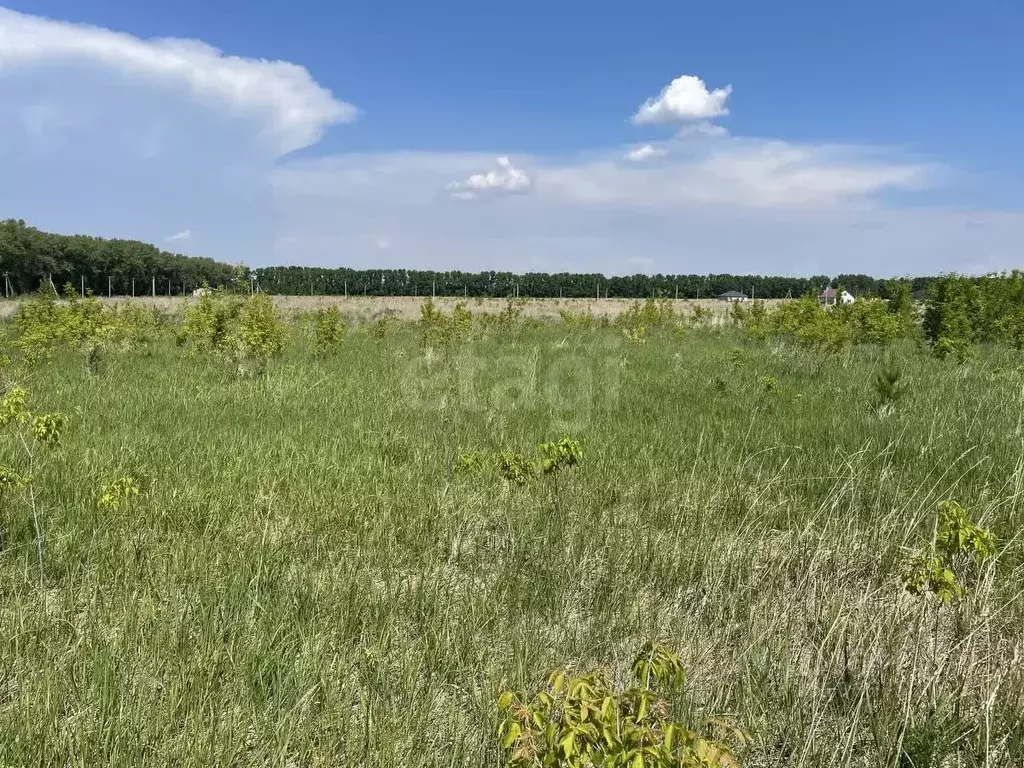 Участок в Алтайский край, Первомайский район, пос. Новый ул. Кленовая, ... - Фото 1