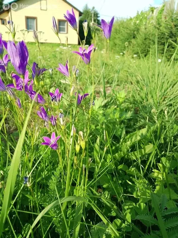 Дом в Приозерск, Ленинградская улица, 44 (51.3 м) - Фото 2