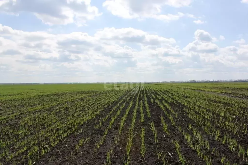Участок в Белгородская область, Валуйский муниципальный округ, с. ... - Фото 1