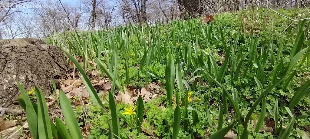 Участок в Краснослободск, садовое товарищество Трудовые Резервы, ... - Фото 2