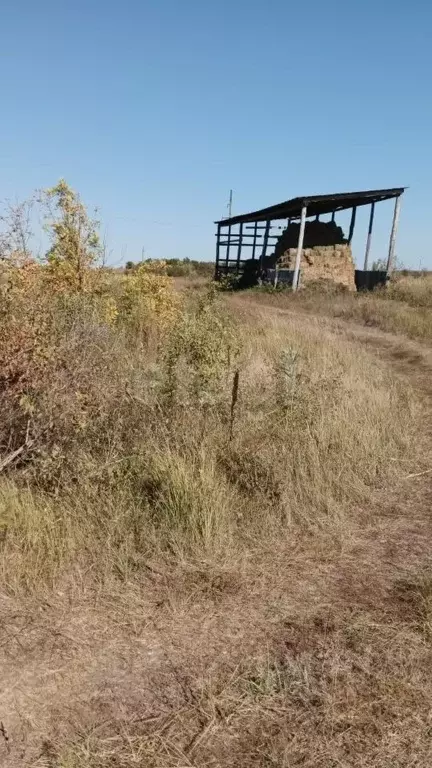 Участок в Саратовская область, Самойловский район, Святославское ... - Фото 1