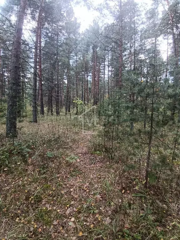 Участок в Владимирская область, Собинский муниципальный округ, д. ... - Фото 2