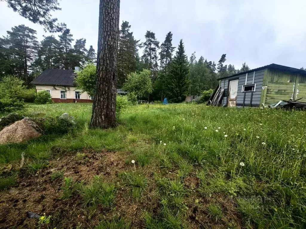 Участок в Ленинградская область, Приозерский район, пос. Мичуринское ... - Фото 2