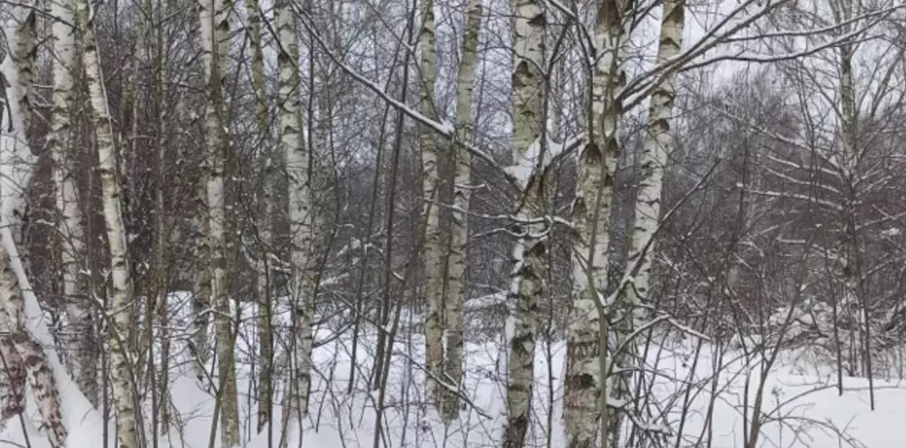 Участок в Московская область, Дмитровский муниципальный округ, д. ... - Фото 1