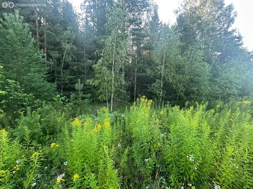 Участок в Владимирская область, Киржачский муниципальный округ, ... - Фото 0