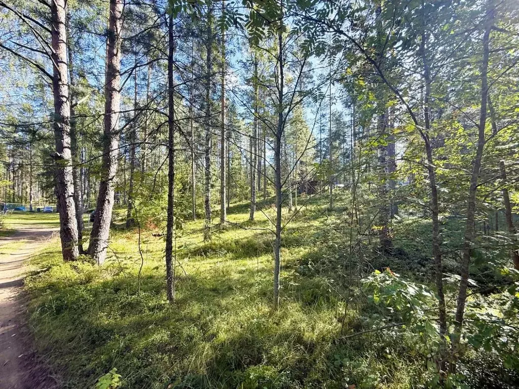 Участок в Ленинградская область, Всеволожский район, Куйвозовское ... - Фото 1